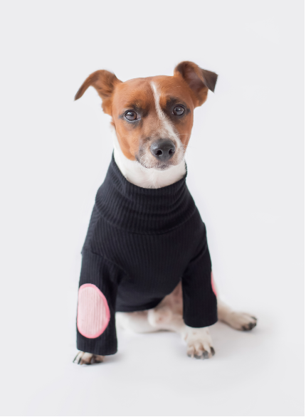 Dog in black sweater with pink patches